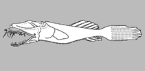Image of Thaumatichthys binghami 