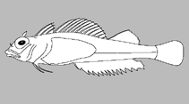 Tripterygiidae