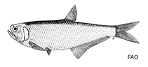 Image of Thryssa spinidens (Bengal thryssa)