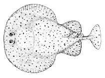 Image of Tetronarce californica (Pacific electric ray)