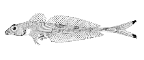 Image of Triglops forficatus (Scissortail sculpin)