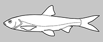 Image of Anabarilius songmingensis 