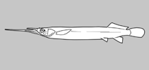Image of Zenarchopterus kampeni (Sepik River halfbeak)