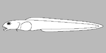 Image of Lyconema barbatum (Bearded eelpout)