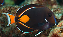 tn_Acach_u8.jpg