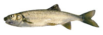 Image of Gila alutacea (Chiselmouth)