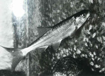 Image of Gila alutacea (Chiselmouth)