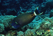 Image of Acanthurus fowleri (Fowler\