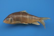 tn_Aclon_u1.jpg