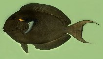 tn_Acoli_u4.jpg
