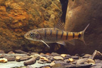 Image of Acrossocheilus paradoxus 