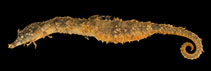 tn_Acten_m0.jpg