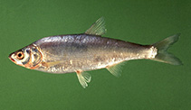 Image of Mirogrex terraesanctae (Kinneret bleak)