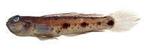 tn_Acvan_m0.jpg