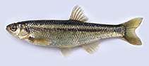 Image of Alburnus atropatenae 