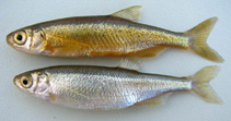 Image of Alburnus baliki (Antalya bleak)