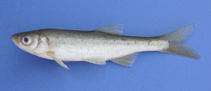 Image of Alburnus battalgilae (Gediz shemaya)