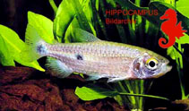 Image of Brachyalestes bimaculatus 