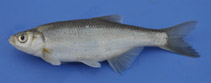 Image of Alburnus demiri (Eastern Aegean bleak)