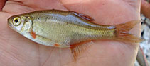 Image of Alburnoides emineae (Beyazsu chub)
