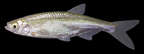 Image of Alburnus hohenackeri (North Caucasian bleak)