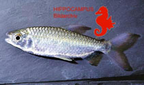 Image of Brachyalestes humilis 