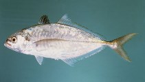 Image of Alepes melanoptera (Blackfin scad)