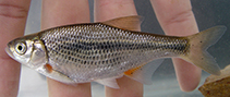 Image of Alburnoides parhami (Parham\