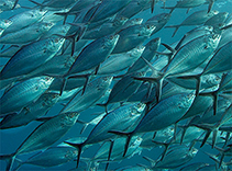 Image of Alepes vari (Herring scad)