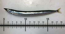 Image of Ammodytes hexapterus (Pacific sand lance)