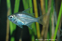 Image of Ambassis interrupta (Long-spined glass perchlet)