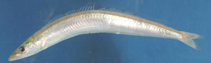 Image of Ammodytoides xanthops (Yellow face sandlance)