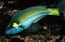 Image of Anampses elegans (Elegant wrasse)