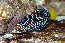 Image of Anampses meleagrides (Spotted wrasse)