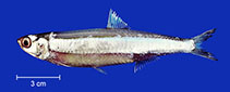 Image of Anchoviella sanfranciscana 