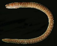 Image of Anarchias seychellensis (Seychelles moray)