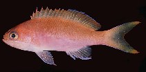 Image of Pseudanthias taeniatus 