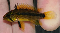 Image of Apistogramma acrensis (Bloodgill dwarf cichlid)