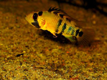 Image of Apistogramma baenschi (Inka dwarf cichlid)
