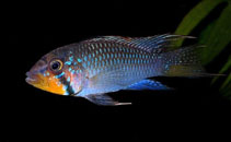 Image of Apistogramma barlowi (Larvophile dwarf cichlid)