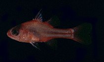 tn_Apcoc_u6.jpg