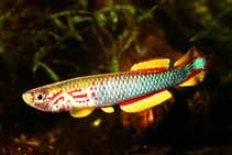 Image of Aphyosemion coeleste (Sky-blue killi)