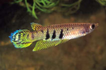 Image of Aplocheilus dayi (Ceylon killifish)