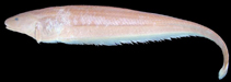 Image of Apteronotus ellisi 