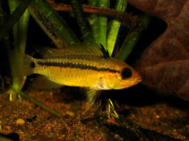 Image of Apistogramma eremnopyge (Blue dwarf cichlid)