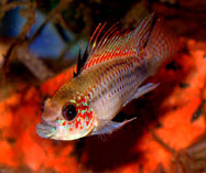 Image of Apistogramma eremnopyge (Blue dwarf cichlid)