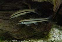 Image of Apareiodon hasemani 
