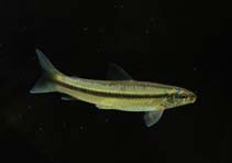 Image of Apareiodon hasemani 