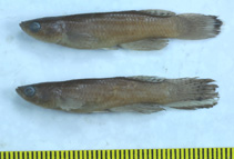 Image of Aphyolebias obliquus 