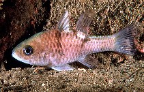 Image of Pristicon trimaculatus (Threespot cardinalfish)